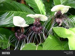 Recently a second species of bat flower has been introduced which has white bracts with purple veining and purple bracteoles. White Bat Plant Image Photo Free Trial Bigstock