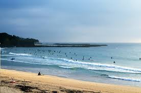 Image result for Sehima