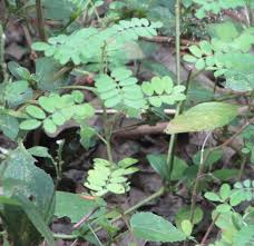 Image result for Indigofera colutea