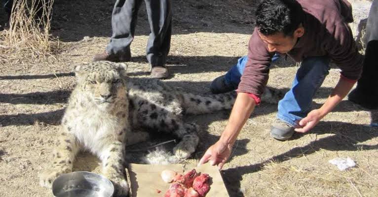 How Khenrab Phuntsog Saved 47 Snow Leopards in Ladakh