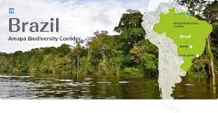 See reviews and photos of forests in brazil, south america on tripadvisor. Brazil Forests For The Air Project Daikin Global