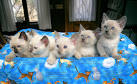 Siamese Rescue - Main Website