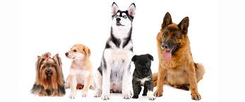 List of all purebreds and cross breed dogs in alphabetical order. Learn About Dog Coat Types