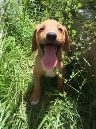 We did not find results for: Litter Of 7 Mutt Puppies For Sale In Virginia Beach Va Adn 34782 On Puppyfinder Com Gender Female Age 13 Weeks Old Puppies For Sale Mutt Puppies Puppies