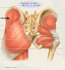 The body has 3 main types of muscle tissue. Https Www Pvamu Edu Universitycollege Wp Content Uploads Sites 71 Apmuscles Pdf