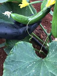 Image result for thrips damage on cucumber