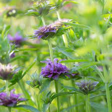 Bee Balm Bee Balm Flower Farm Attracting Beneficial Insects
