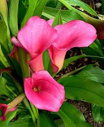 Image result for Zantedeschia
