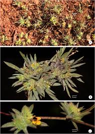 Image result for Lepidagathis scariosa