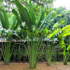 Image result for Ravenala madagascariensis