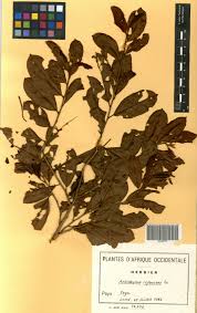 Image result for Antidesma rufescens