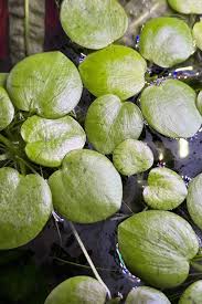 Image result for Limnobium laevigatum