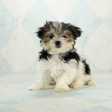 The best way to ensure that you are not getting a. Morkie Puppies For Sale