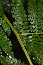 Image result for Dennstaedtiaceae