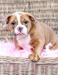 Dna color chart planet merle english bulldogs. English Bulldog Breed A Complete Guide