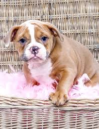 English Bulldog Breed A Complete Guide