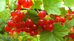 Es reicht aber nicht aus, einen gesunden strauch zu züchten, man muss wissen, wie man die roten johannisbeeren erntet. Johannisbeere Ribes Im Pflanzenlexikon Gartennatur Com