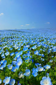Hitachinaca Japan In 2020 Beautiful Nature Nature Photography Beautiful Landscapes