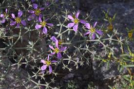 Image result for Fagonia