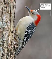 Black And White Bird Red Head 10 16 2016 Pretty Excited To Have Seen A Red Bellied Woodpecker Outside My Window This Afternoon Apparent Backyard Birds Black And White Birds Watercolor Bird