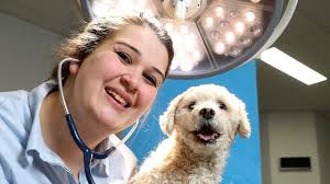24-hour animal hospital with emergency dept at Ringwood Veterinary Clinic