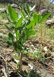 Image result for Gonatopus clavatus