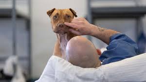 $10 covers the cost of a vaccination. Prison Animal Programs Are Benefitting Both Inmates And Hard To Adopt Dogs In Florida Experts Say Abc News