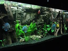 Discus Tank With Very Nice Background Discus Aquarium Planted Aquarium Aquarium Fish Tank
