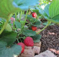 Oferim soiuri remontante de stoloni de capsuni de calitate superioara ce produc fructe mari si gustoare tot timpul anului. Vand Stoloni De Capsuni Stiriagricole Ro