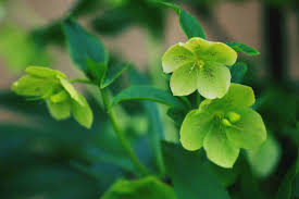 Find this pin and more on neon green by katelynn ashley. 10 Green Flowers To Grow In Your Garden