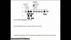 Pedigree chart symbols biology exams 4 u pedigree chart genetic counseling biology the excretory system worksheet p. Pedigree Review Worksheet Youtube