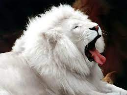 Albino Lion I Want To See One In Real Life Rare Albino Animals Albino Animals Albino Lion