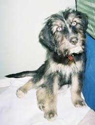 What's the price of siberpoo puppies? Siberpoo Dog Breed Information And Pictures