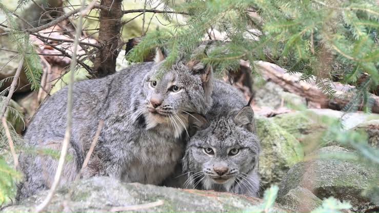 Canada lynx are solitary cats, with the exception of breeding season and  family groups. In March, male lynx increase their movements in search of  mates, and share their home range with 1-3 females. ...