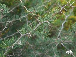 Image result for Asparagus minutiflorus