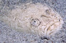 Whitemargin Stargazer Uranoscopus Sulphureus So Named Because It Typically Lies Hidden In The Sand With Its Eyes Weird Fish Interesting Animals Sea Animals