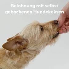Hier finden sie glutenfreie rezepte für reiskekse, leberkekse und rindfleischbällchen viele hundekekse, die im handel erhältlich sind, enthalten große mengen an getreide. Hundekekse Selber Backen 6 Tolle Rezepte Ohne Getreide