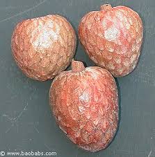 Image result for Annona reticulata