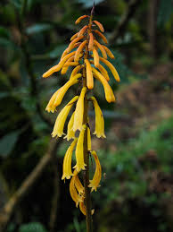 Image result for Kniphofia thomsonii