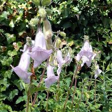 Image result for Ceratotheca triloba