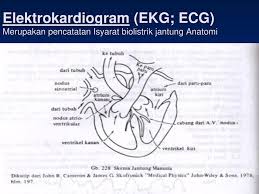 Bertani bukan sekedar bercocok tanam ya, sobat. Biolistrik Pendahuluan Ppt Download