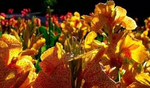 I fiori hanno una tipica struttura alata, con un perianzio di tre sepali superiori e tre petali inferiori; Piante Con Fiori Gialli Pagina 3 Di 5