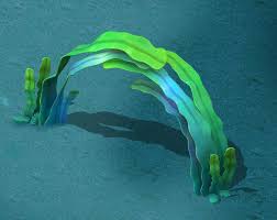 Seaside Cartoon World Seaweed Arches 3d Model Max Obj 3ds Fbx Mtl 1 Cartoon World Low Poly Games Game Art