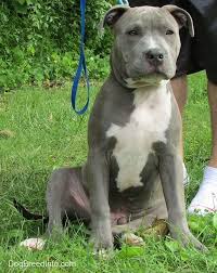 White american pitbull terrier puppy. American Pit Bull Terrier Dog Breed Pictures 4