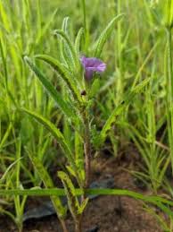 Image result for Ipomoea polymorpha