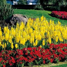 Image result for Antirrhinum