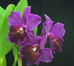Cattleya Lawless Walkiire The Ultimate Cattleya Orchid Cattleya Orchid Flower