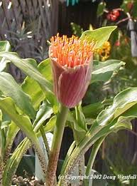 Image result for Scadoxus membranaceus