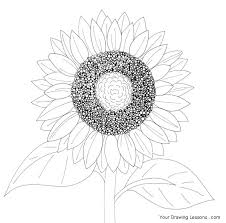 Simple flower black and white drawing draw a simple compass rose easy white flower drawing png easy cute how to draw perfect flowers step by. Sunflower Line Drawing Sunflower Drawing Drawings Flower Drawing