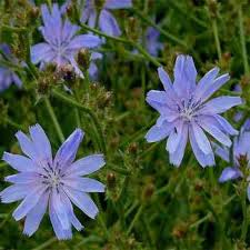 Image result for Cichorium intybus